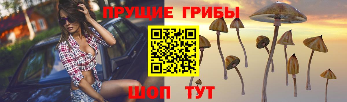 Псилоцибиновые грибы Cubensis Пыть-Ях